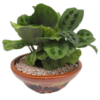 Maceta Plato - Imagen 2
